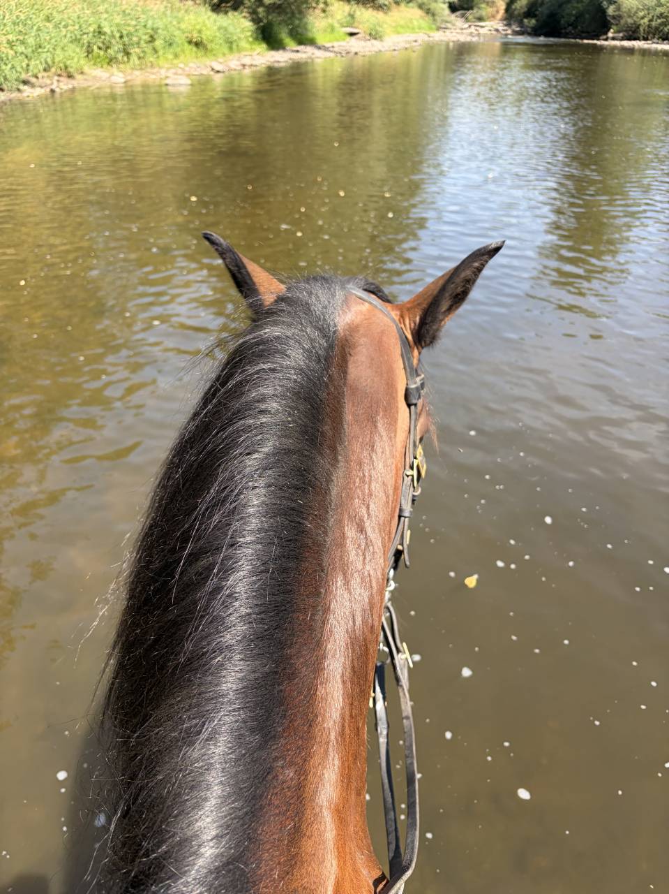Gelding Lusitano For sale 2015 Bay