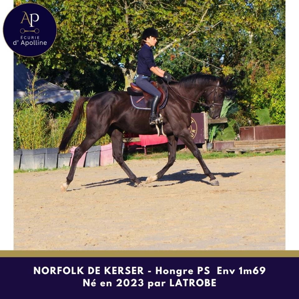 Gelding Thoroughbred For sale 2023 Dark Bay
