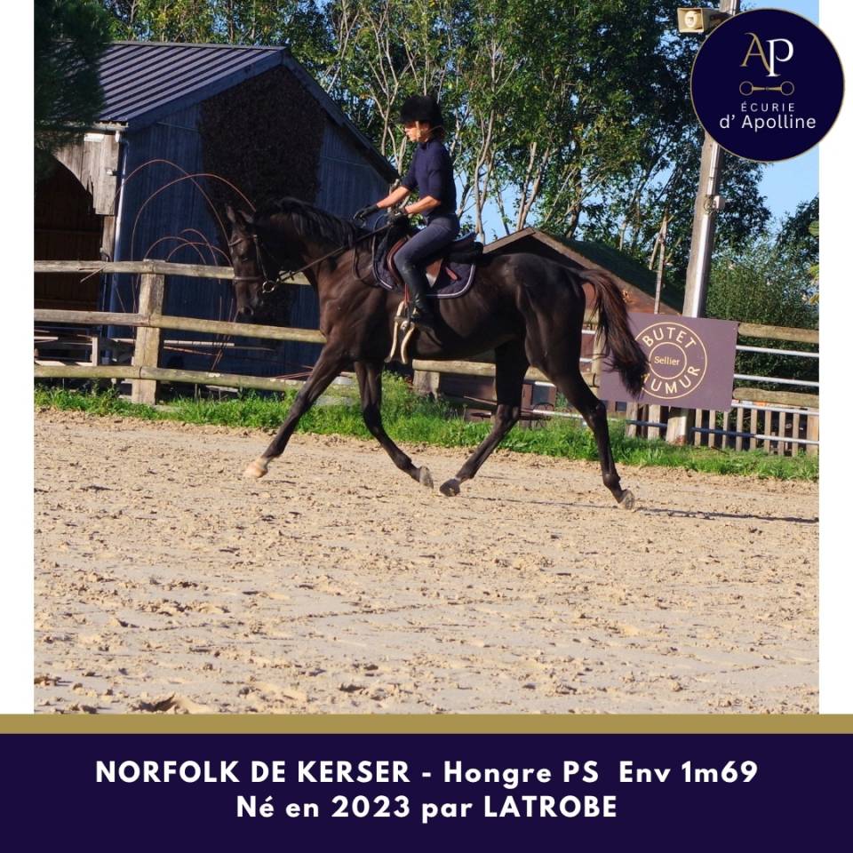 Gelding Thoroughbred For sale 2023 Dark Bay