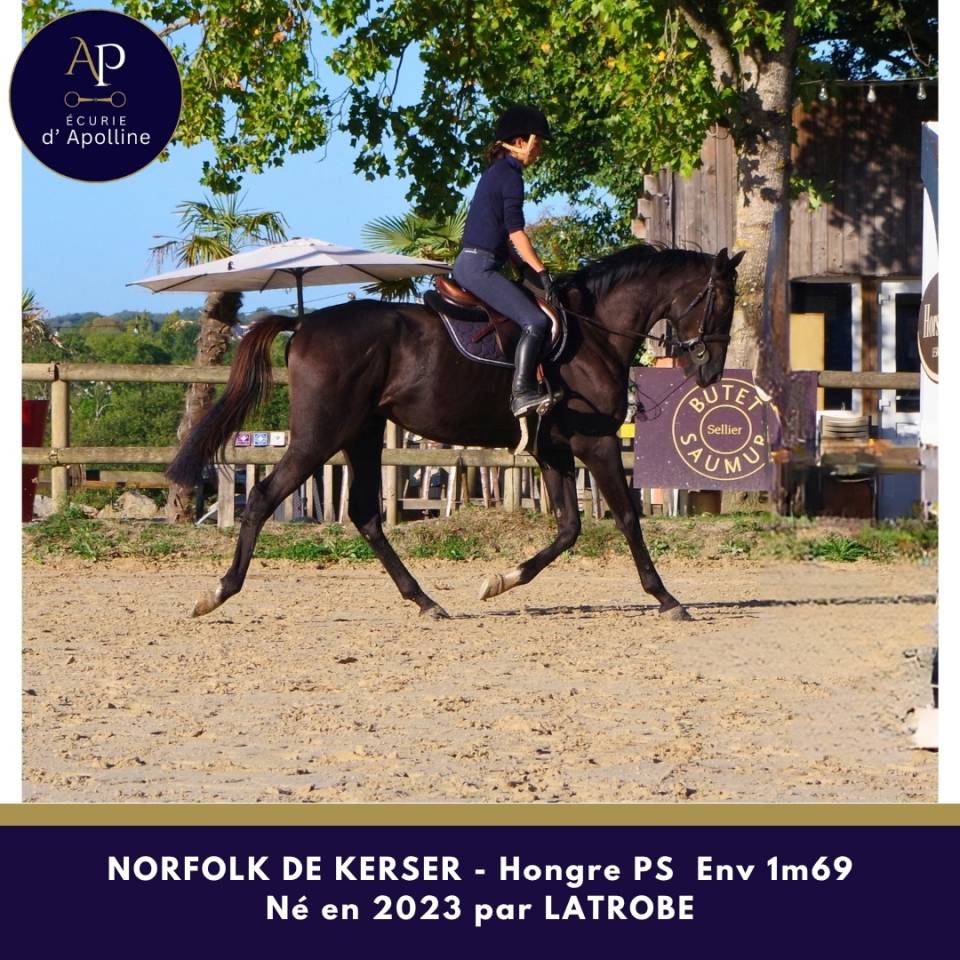 Gelding Thoroughbred For sale 2023 Dark Bay