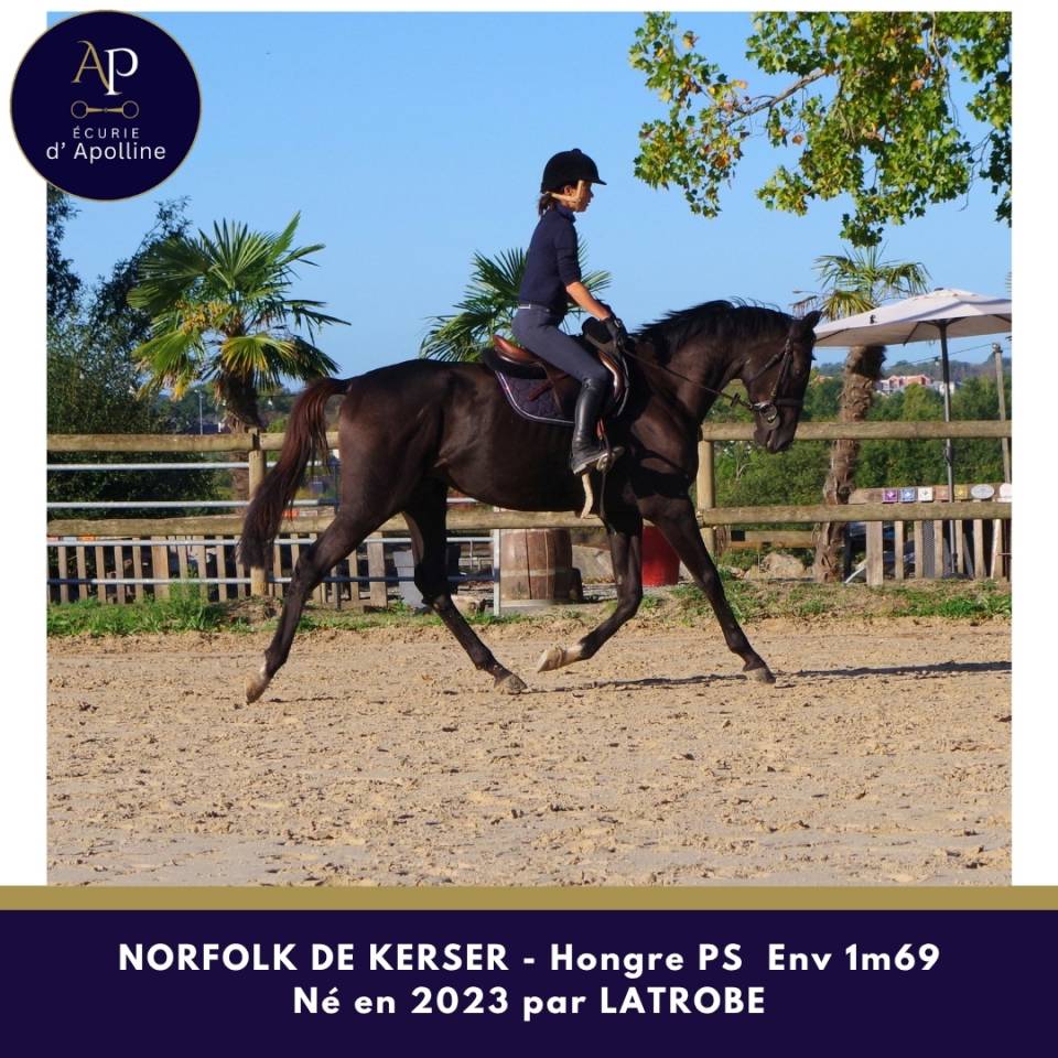 Gelding Thoroughbred For sale 2023 Dark Bay
