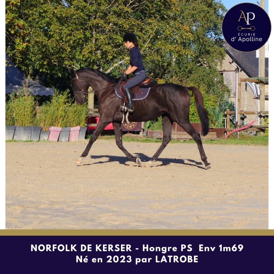 Gelding Thoroughbred For sale 2023 Dark Bay