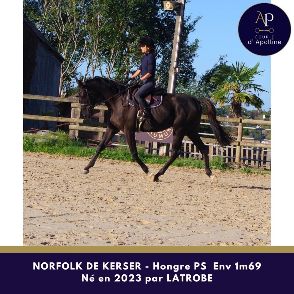 Gelding Thoroughbred For sale 2023 Dark Bay
