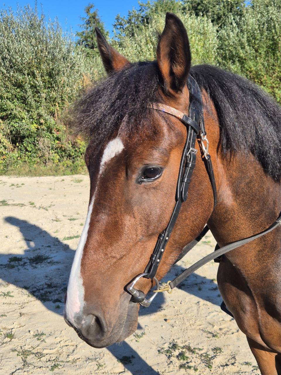 Gelding Origin Recorded For sale 2022 Coloured