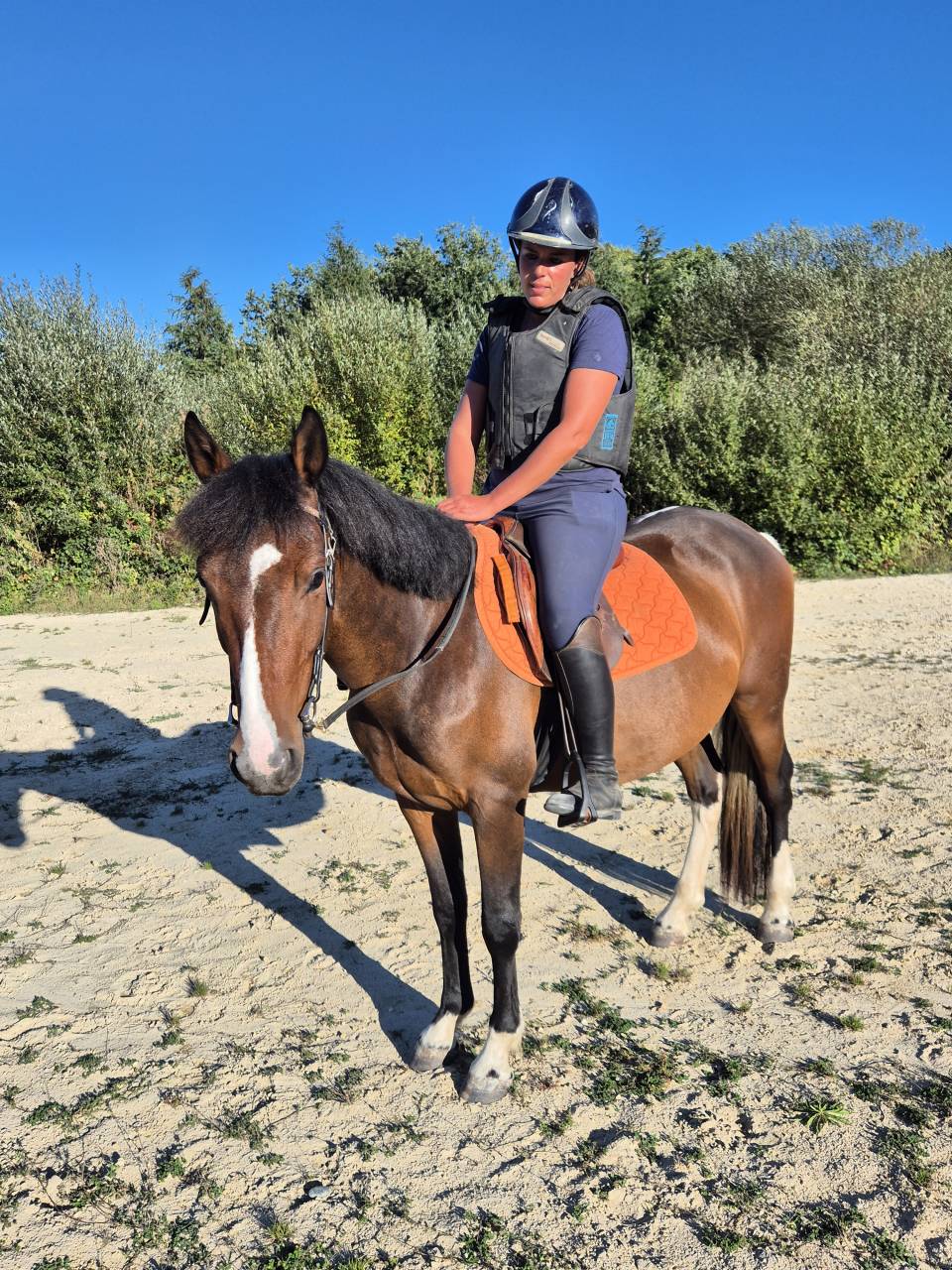 Gelding Origin Recorded For sale 2022 Coloured