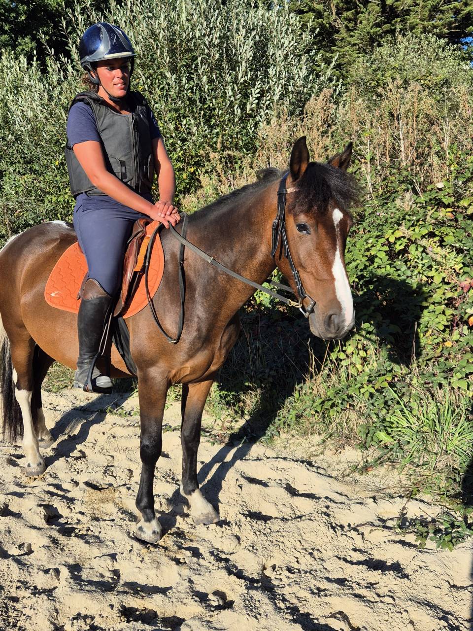 Gelding Origin Recorded For sale 2022 Coloured