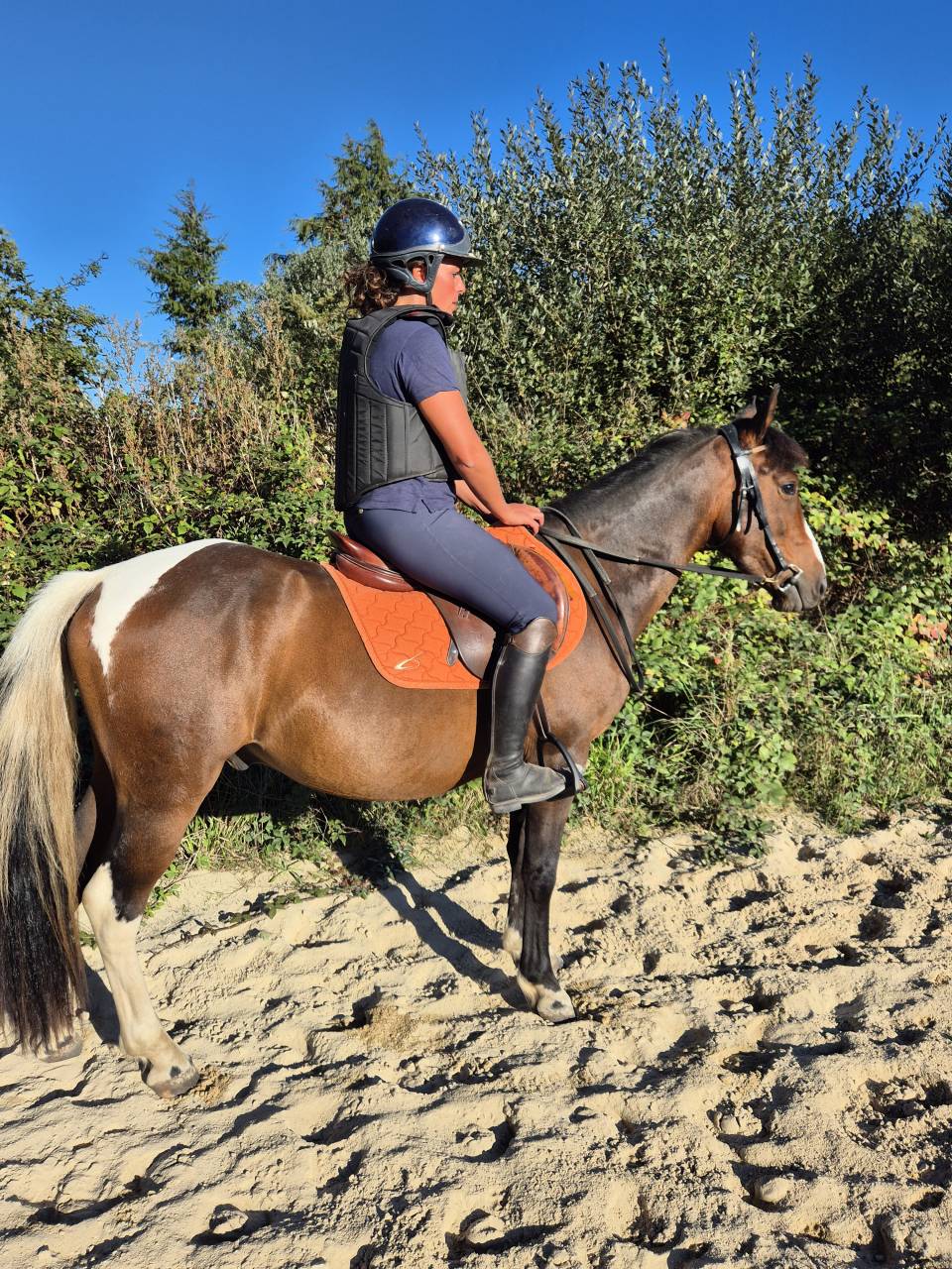 Gelding Origin Recorded For sale 2022 Coloured