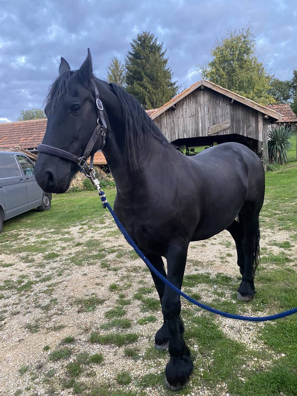 Mare Friesian For sale 2014 Black