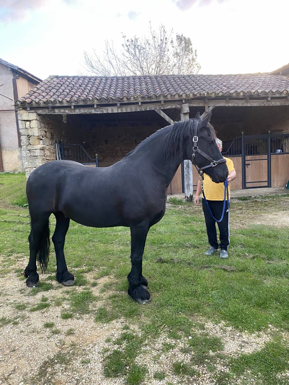 Mare Friesian For sale 2014 Black