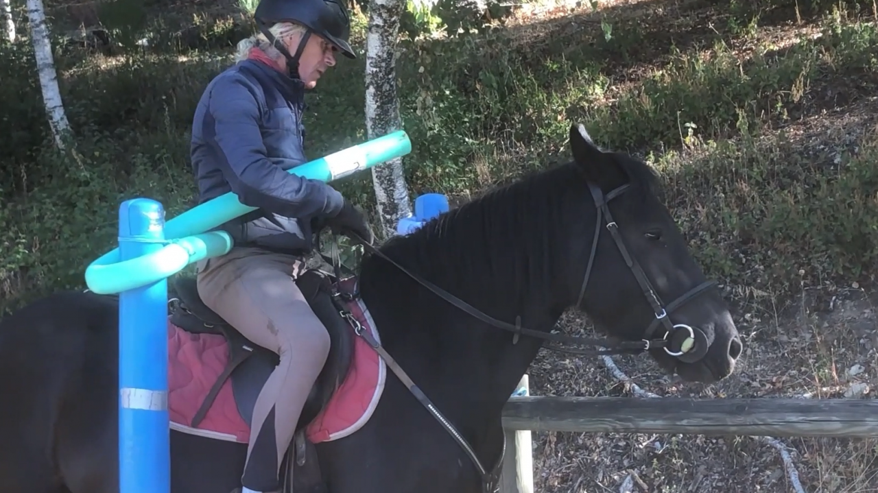 Gelding M&eacute;rens For sale 2023 Black