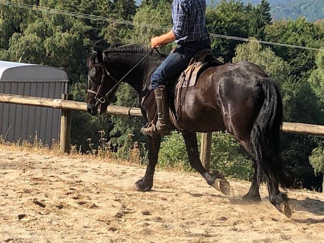 Gelding M&eacute;rens For sale 2023 Black