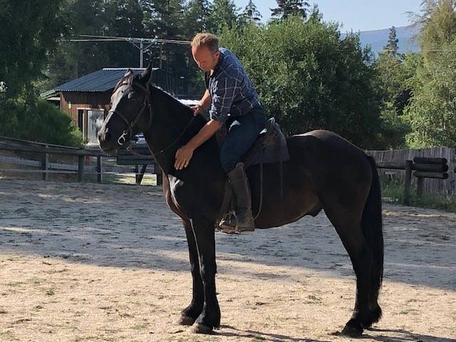 Gelding M&eacute;rens For sale 2023 Black