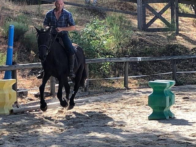 Gelding M&eacute;rens For sale 2023 Black