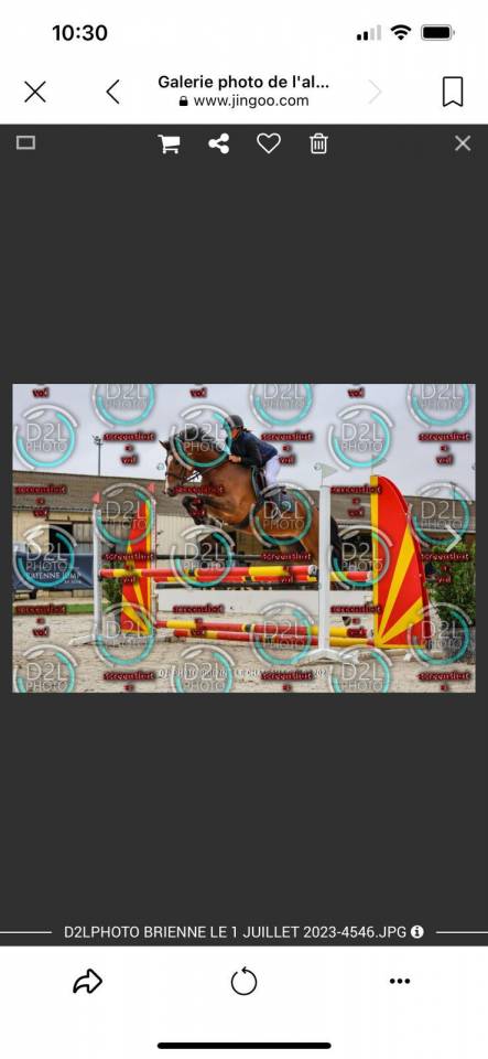 Gelding French Saddle Pony For sale 2019 Bay