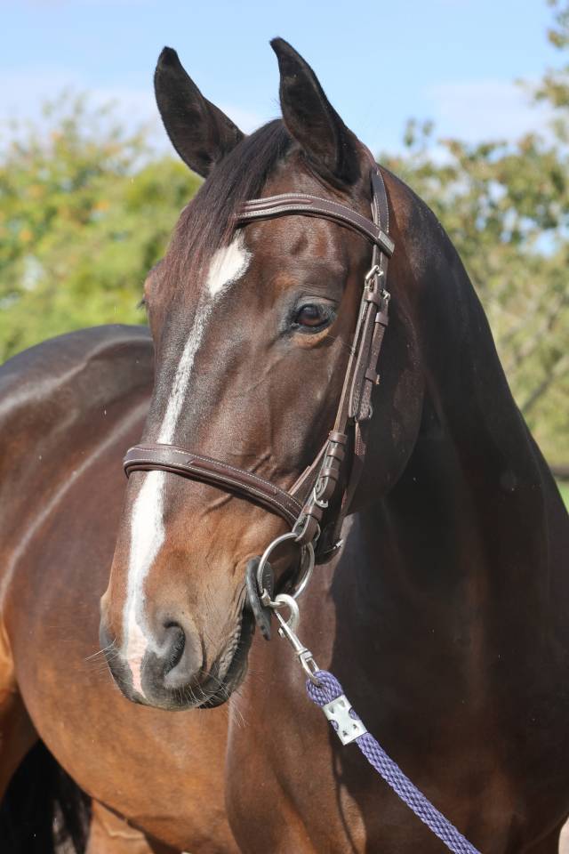 Gelding Selle Fran&ccedil;ais For sale 2019 Dark Bay
