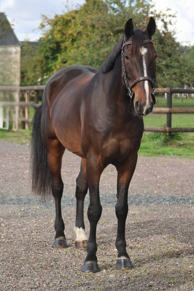 Gelding Selle Fran&ccedil;ais For sale 2019 Dark Bay