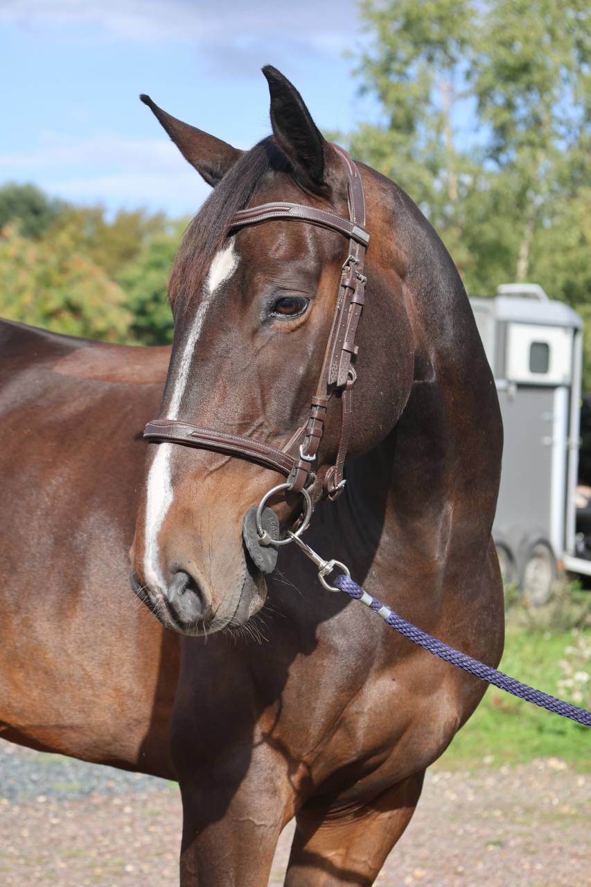 Gelding Selle Fran&ccedil;ais For sale 2019 Dark Bay