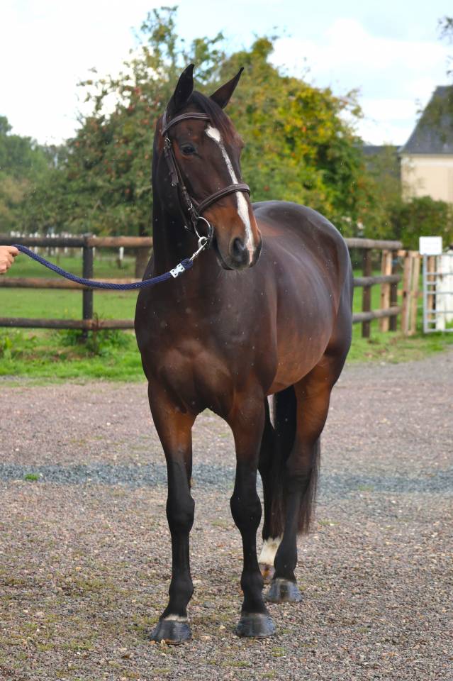 Gelding Selle Fran&ccedil;ais For sale 2019 Dark Bay