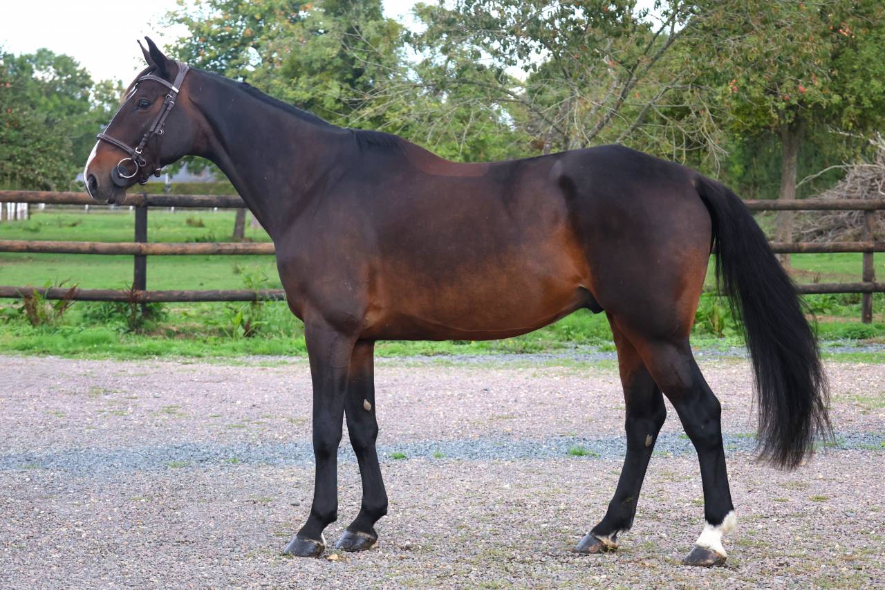 Gelding Selle Fran&ccedil;ais For sale 2019 Dark Bay
