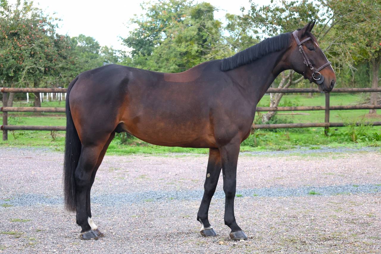 Gelding Selle Fran&ccedil;ais For sale 2019 Dark Bay