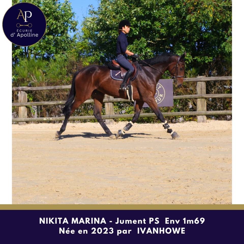 Mare Thoroughbred For sale 2023 Bay