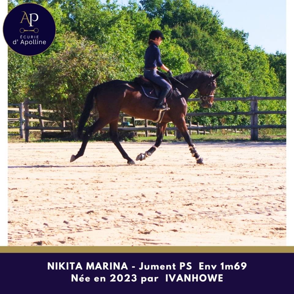 Mare Thoroughbred For sale 2023 Bay