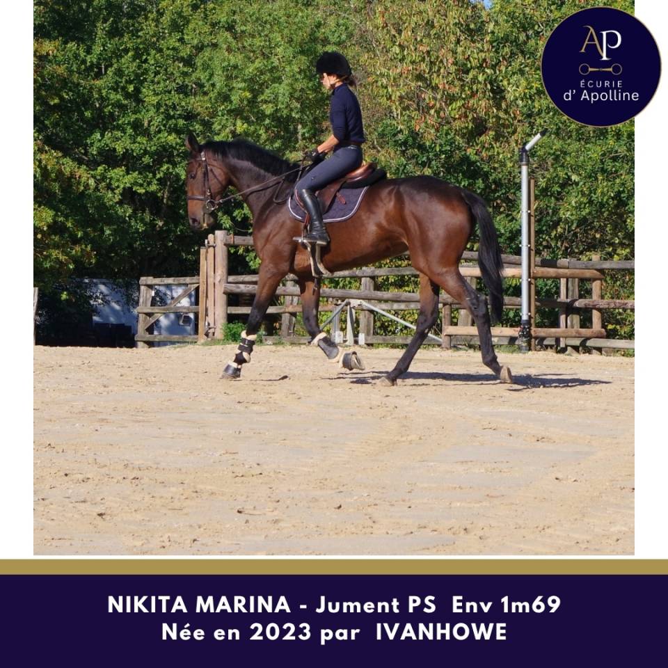 Mare Thoroughbred For sale 2023 Bay