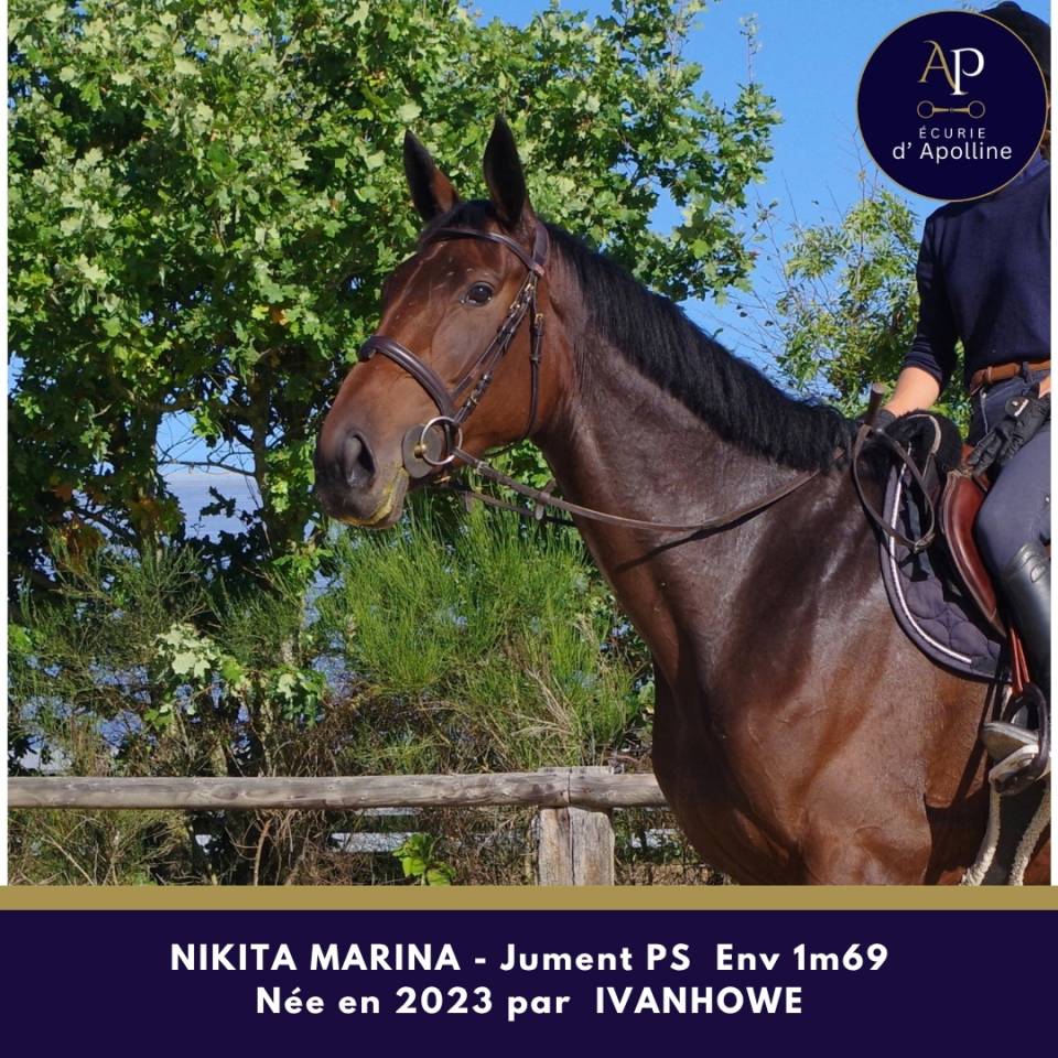 Mare Thoroughbred For sale 2023 Bay