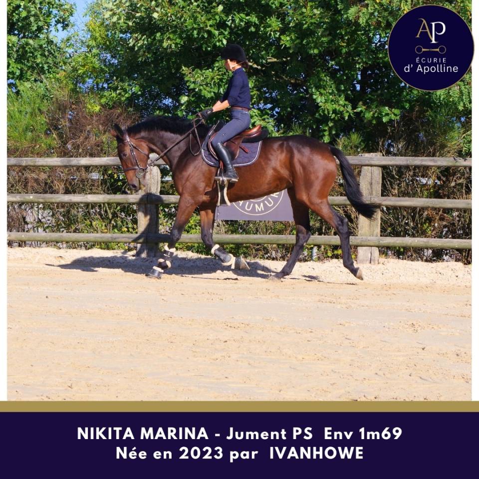 Mare Thoroughbred For sale 2023 Bay