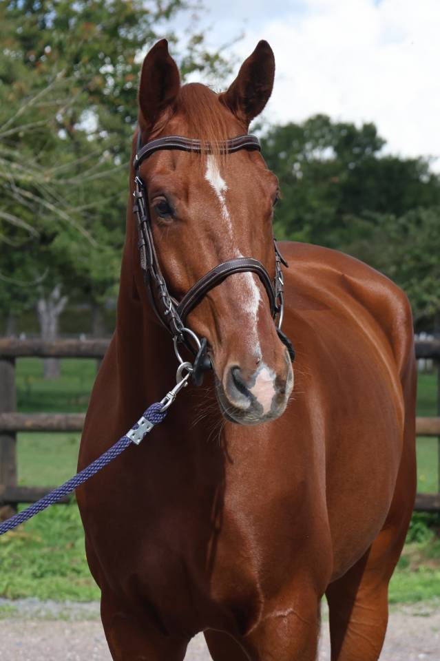Gelding Selle Fran&ccedil;ais For sale 2017 Chesnut