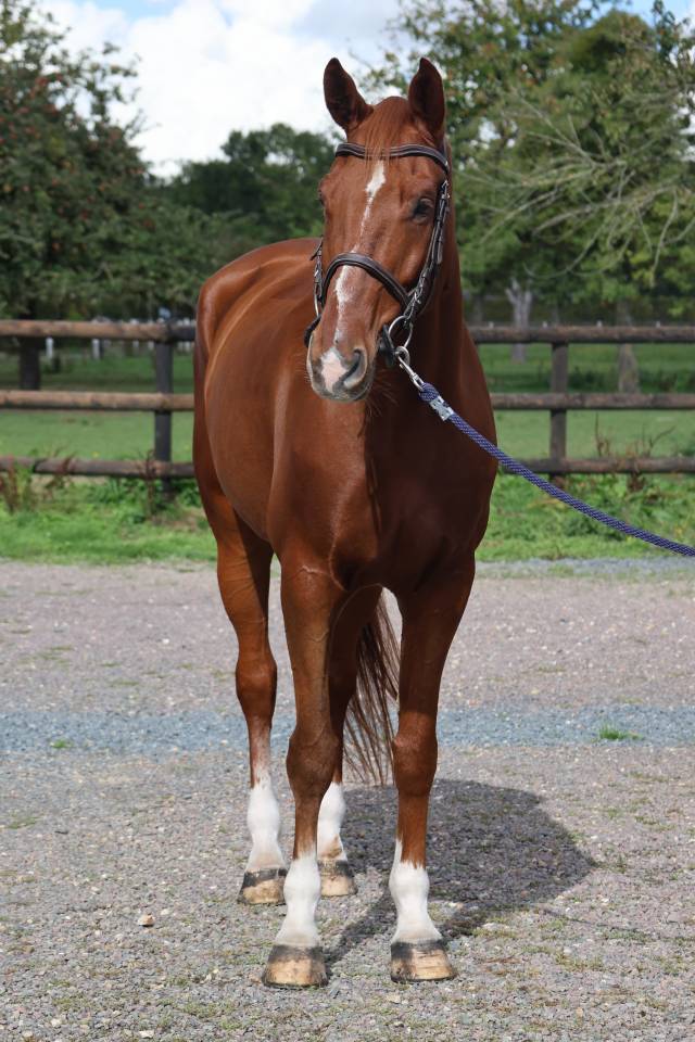 Gelding Selle Fran&ccedil;ais For sale 2017 Chesnut