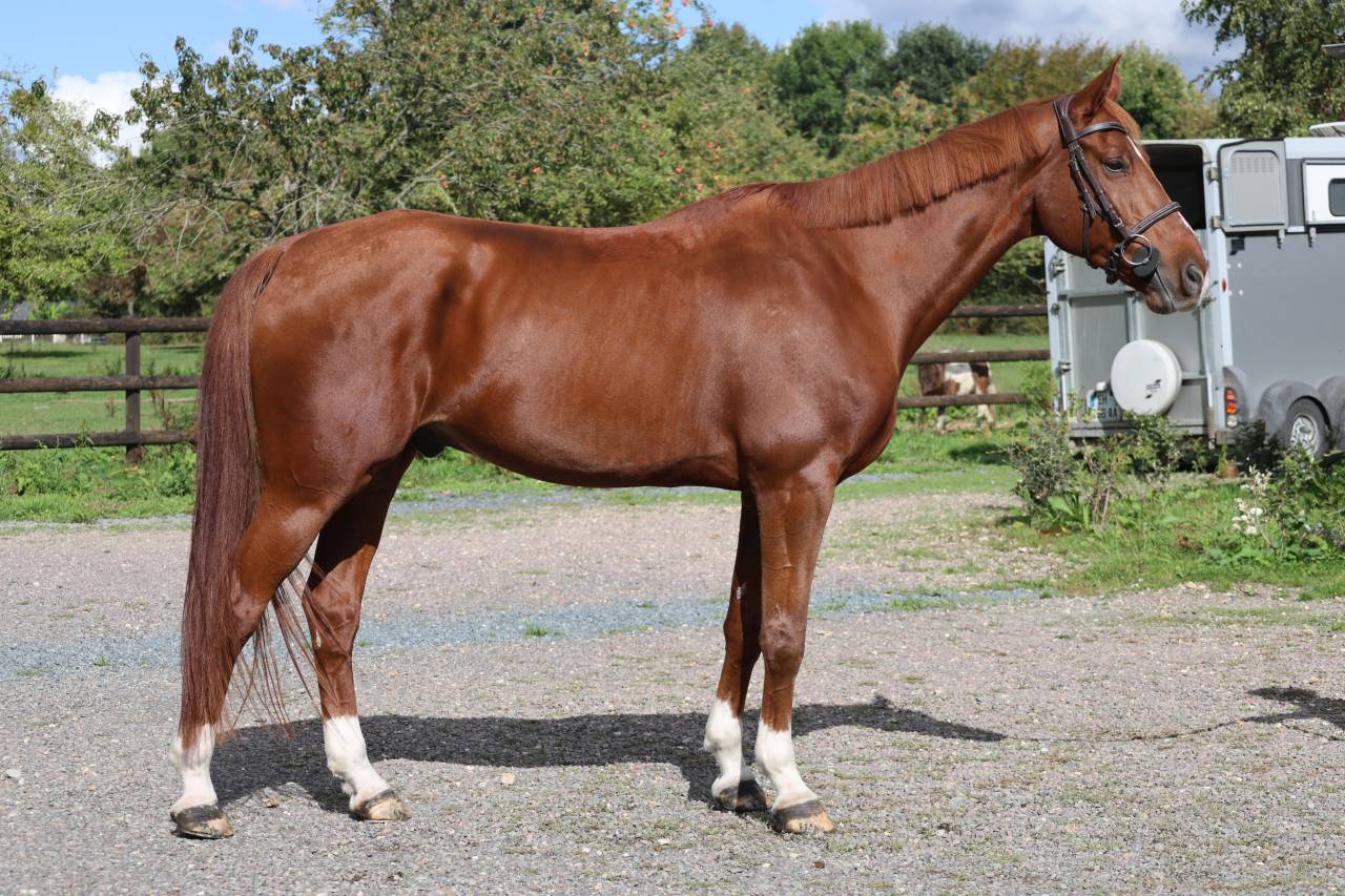 Gelding Selle Fran&ccedil;ais For sale 2017 Chesnut