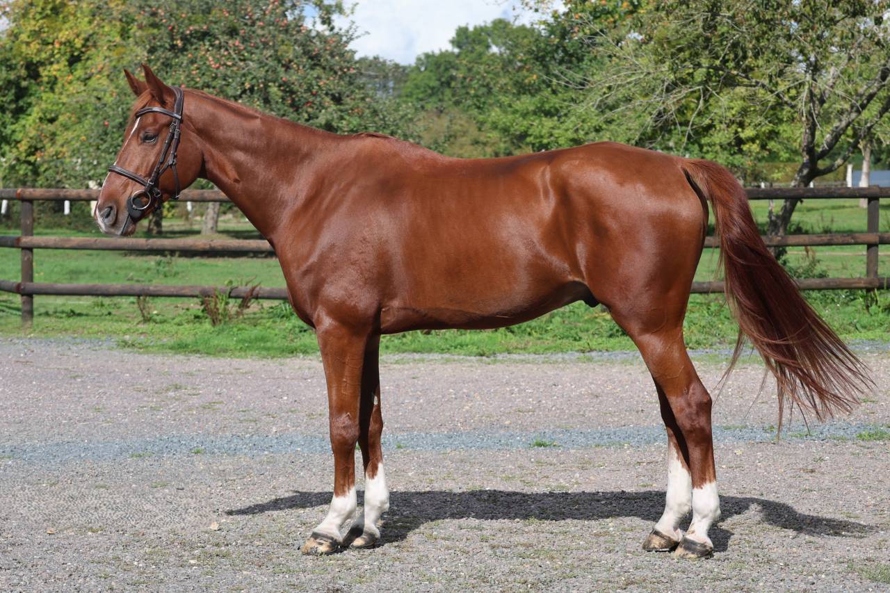 Gelding Selle Fran&ccedil;ais For sale 2017 Chesnut