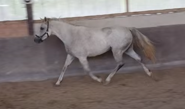 Mare French Saddle Pony For sale 2023 Grey
