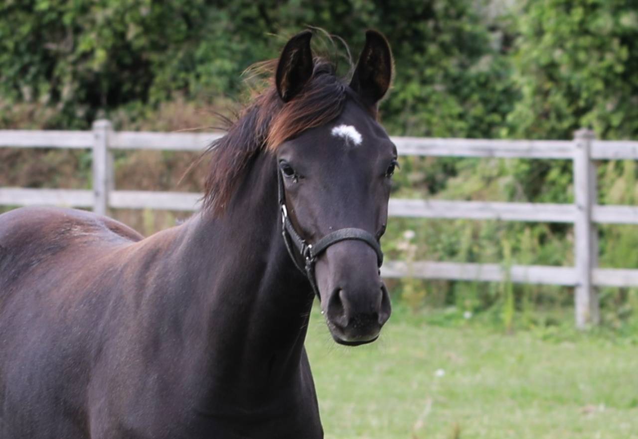 Filly KWPN Dutch Warmblood For sale 2026 Black