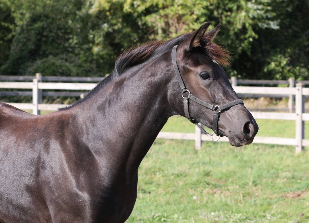 Filly KWPN Dutch Warmblood For sale 2026 Black