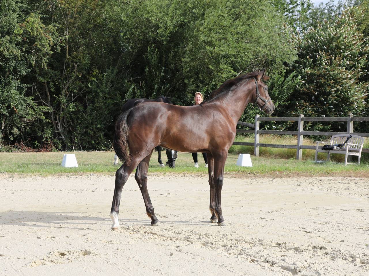 Filly KWPN Dutch Warmblood For sale 2026 Black