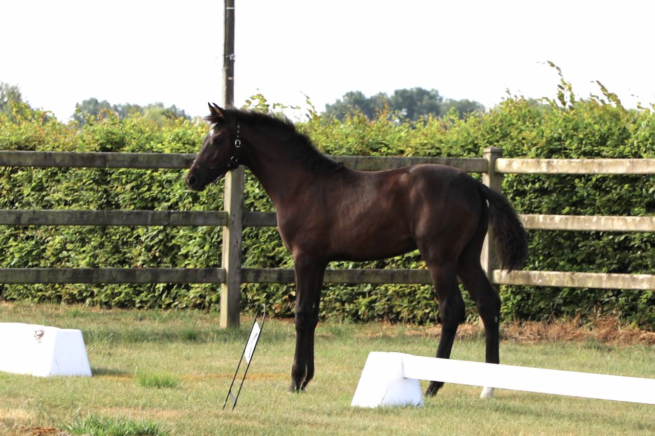Filly KWPN Dutch Warmblood For sale 2026 Black