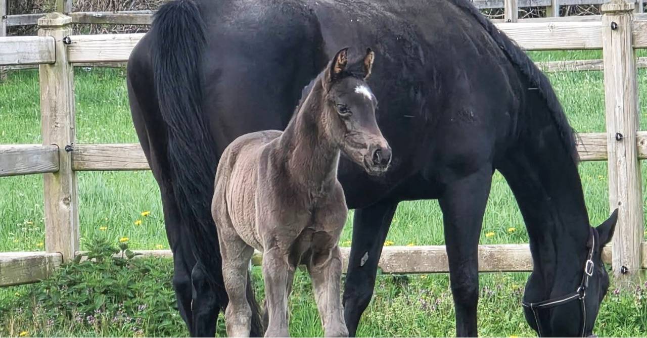 Filly KWPN Dutch Warmblood For sale 2026 Black