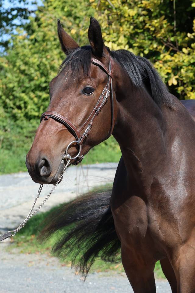 Gelding Selle Fran&ccedil;ais For sale 2023 Bay