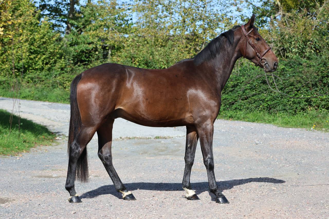 Gelding Selle Fran&ccedil;ais For sale 2023 Bay
