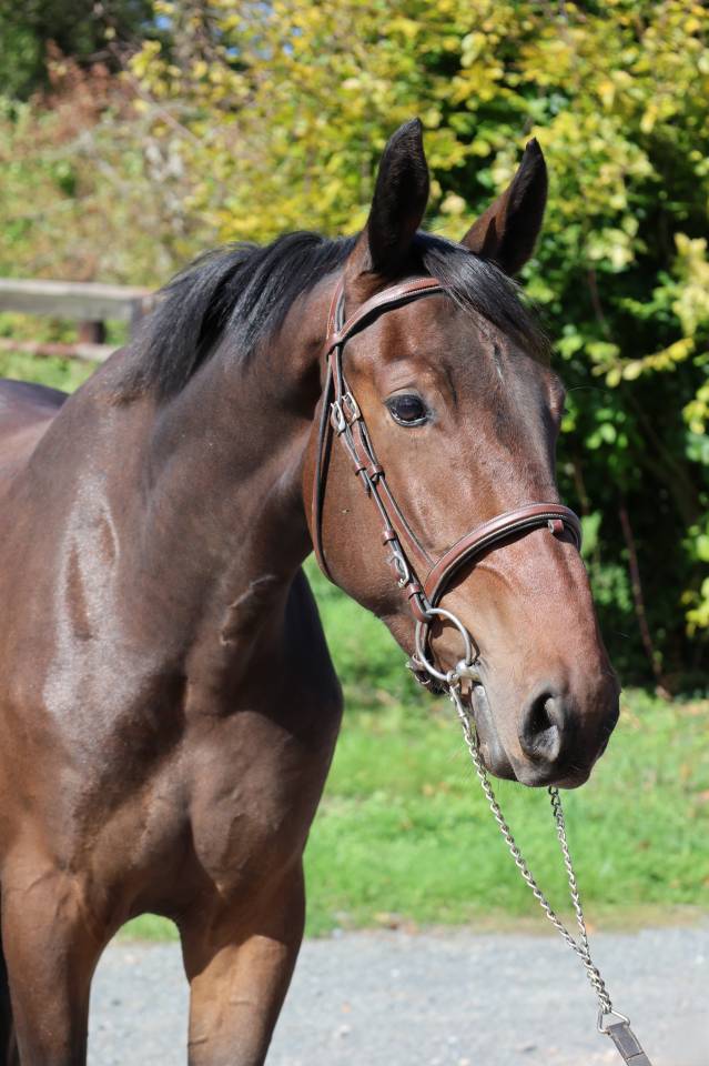 Gelding Selle Fran&ccedil;ais For sale 2023 Bay