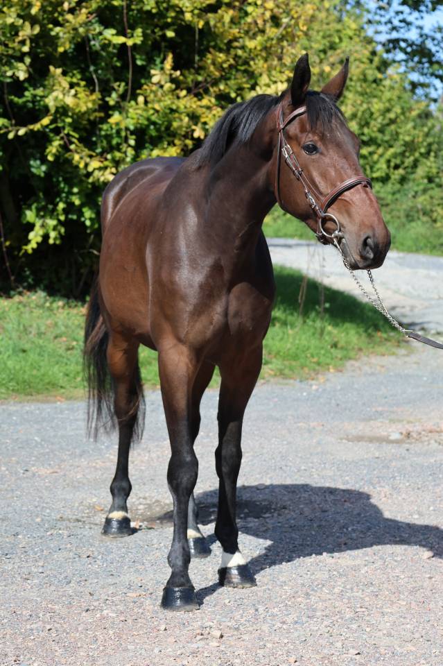 Gelding Selle Fran&ccedil;ais For sale 2023 Bay