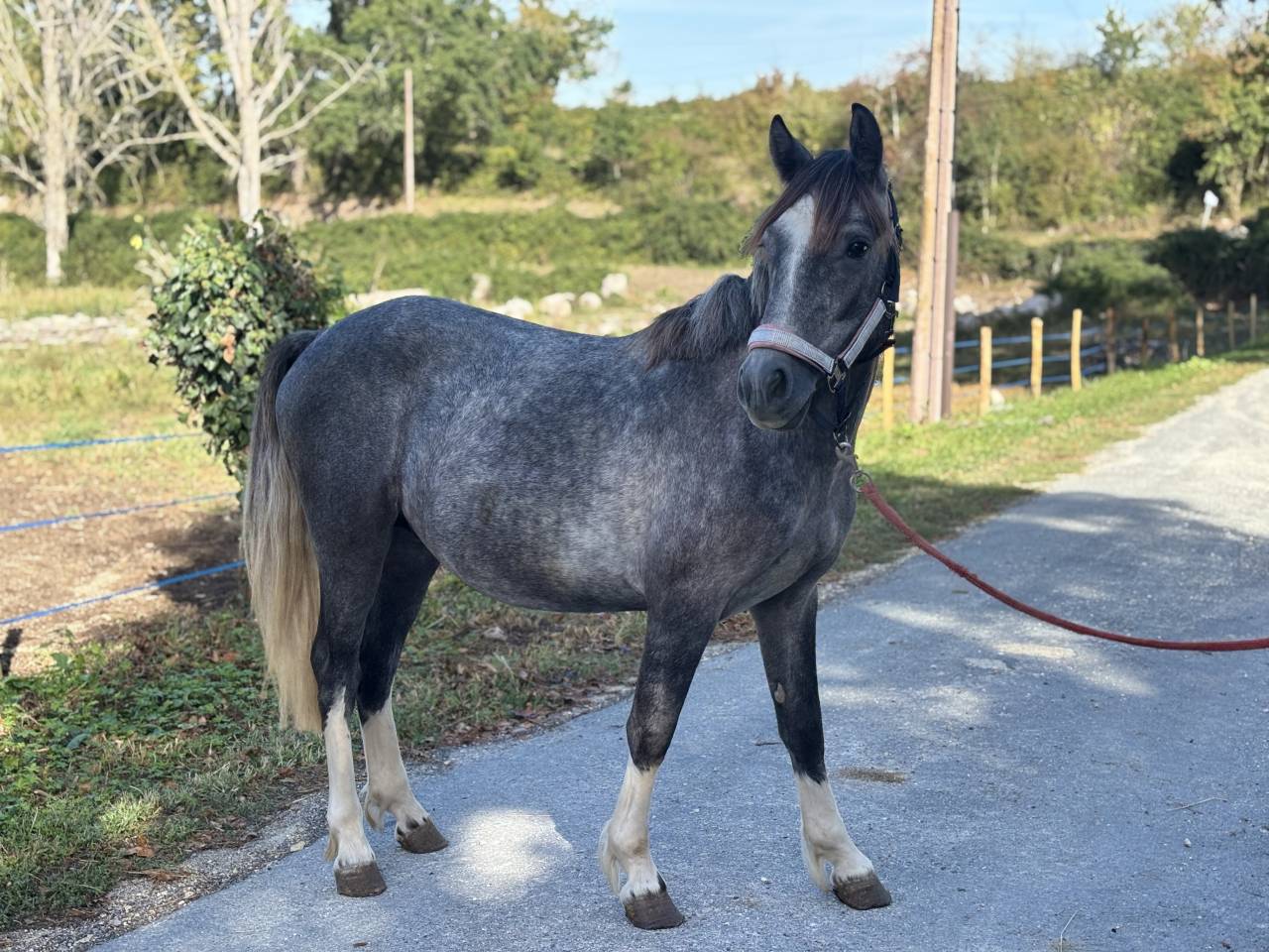 Colt French Saddle Pony For sale 2024 Grey