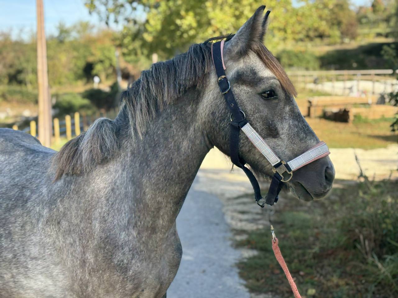 Colt French Saddle Pony For sale 2024 Grey