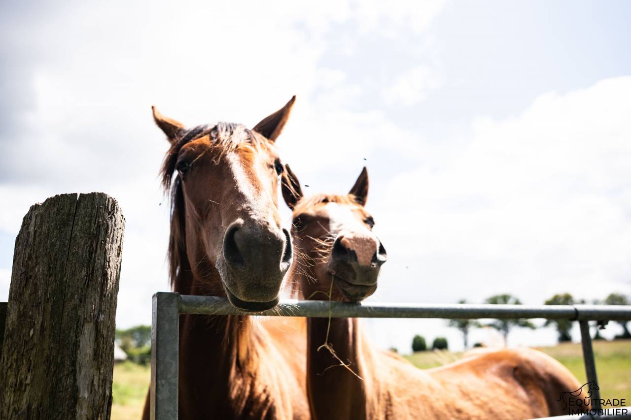 Equestrian property  Ile-et-Vilaine