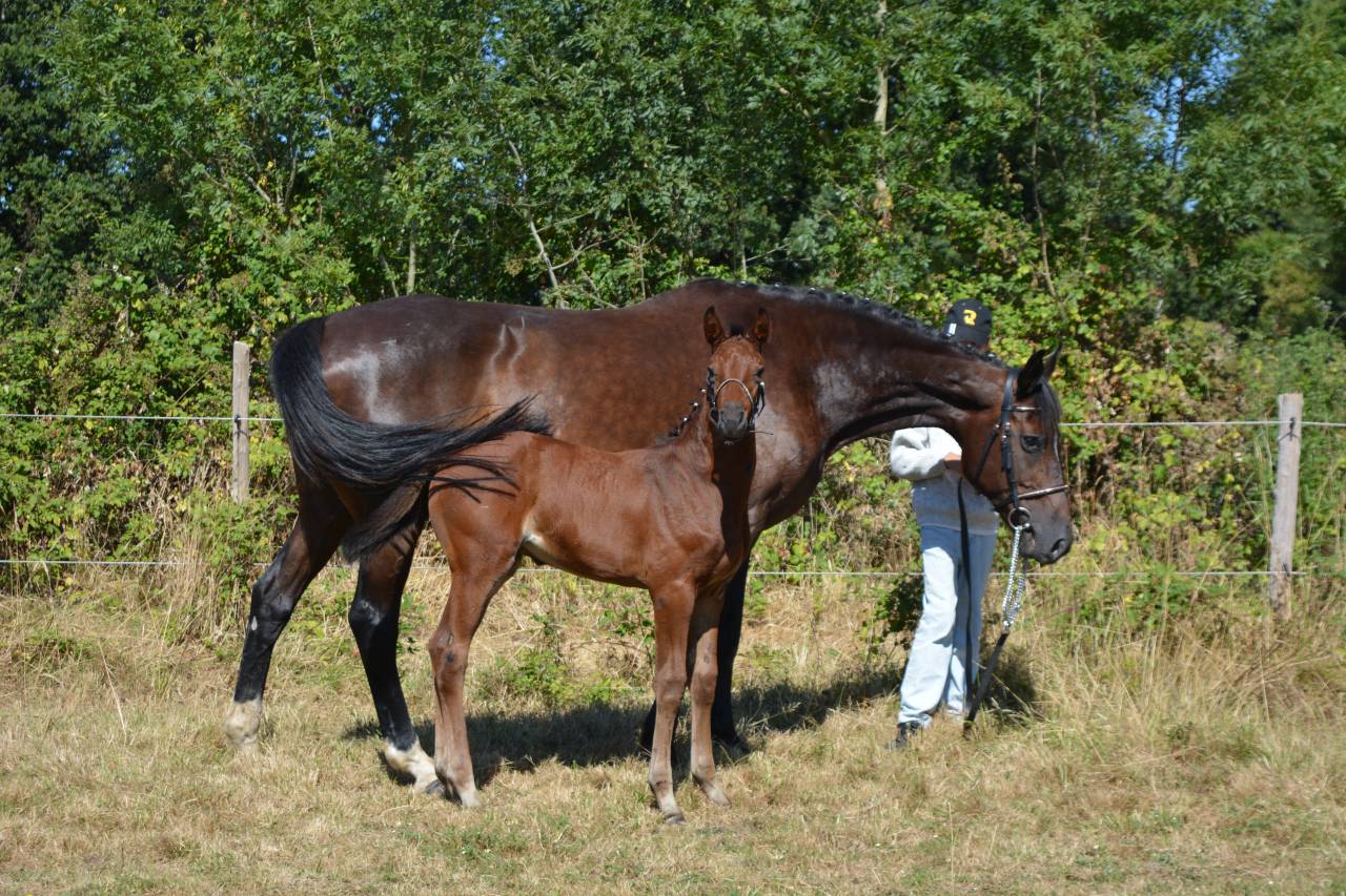 Mare Selle Fran&ccedil;ais For sale 2026 Bay