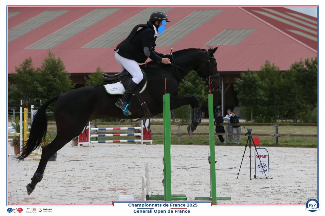 Gelding Holsteiner For sale 2006 Black