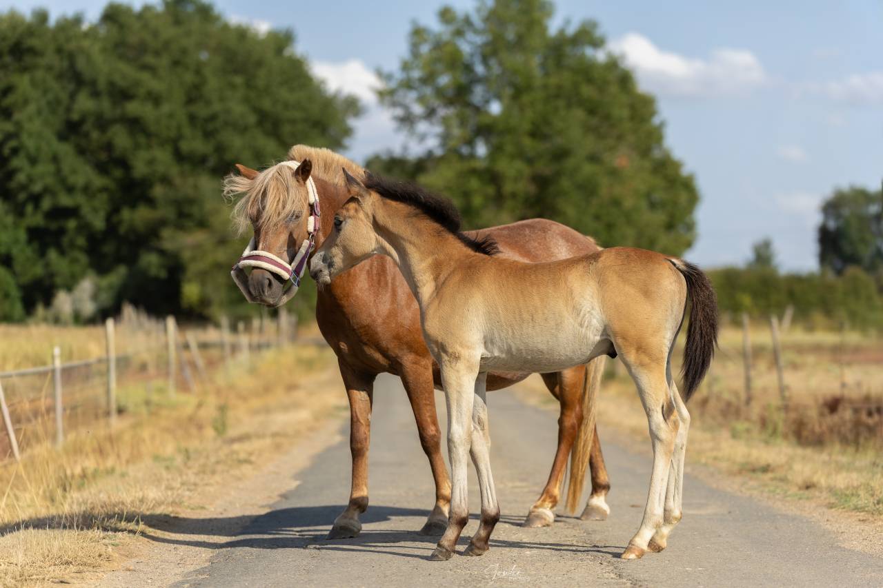 Colt French Saddle Pony For sale 2026 Bay
