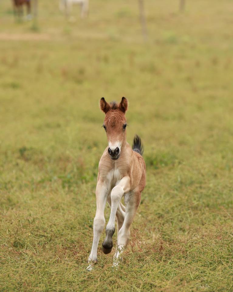 Colt French Saddle Pony For sale 2026 Bay